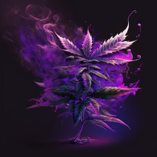 Immagine artistica degli effetti creativi della cannabis purple haze legale