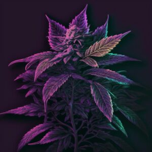Rappresentazione artistica di una pianta di cannabis purple haze. Cannabis legale di alta qualità